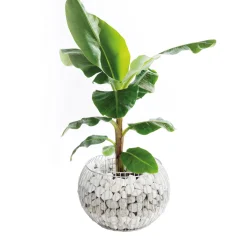 Wilk Gabionen-Pflanzgefäß Olympia L