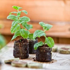 Anzucht-Quelltabs 3,5x3,5x0,6 cm 50 Stück^Windhager Clearance