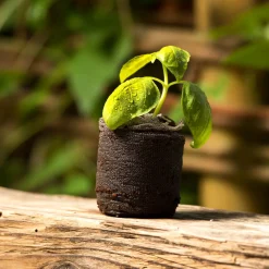 Anzucht-Quelltabs 3,5x3,5x0,6 cm 50 Stück^Windhager Clearance