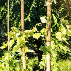 Bambusrohr 200x3-4 cm^Windhager Best