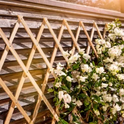 Windhager Holz-Spalier 60x180 cm