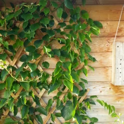 Windhager Holz-Spalier 45x180 cm