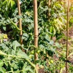 Tonkinstäbe 90 cm*Windhager Outlet